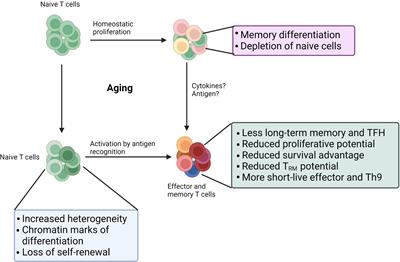 T cell aging and Alzheimer’s disease